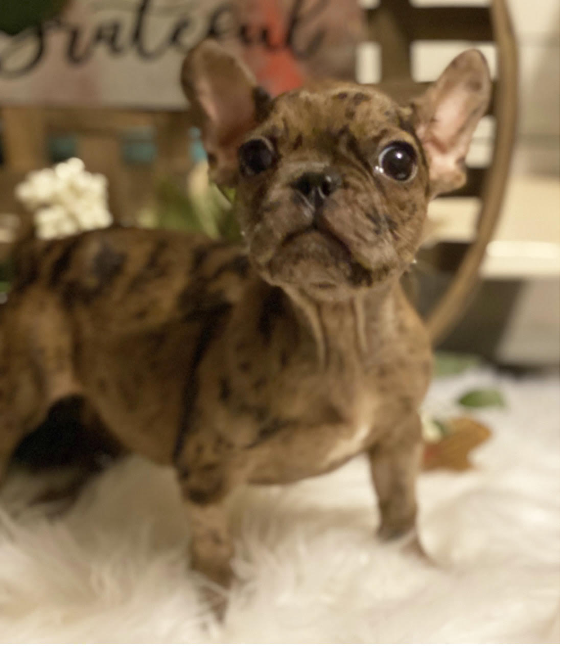 comprar cachorros sanos, baratos y asequibles para la venta